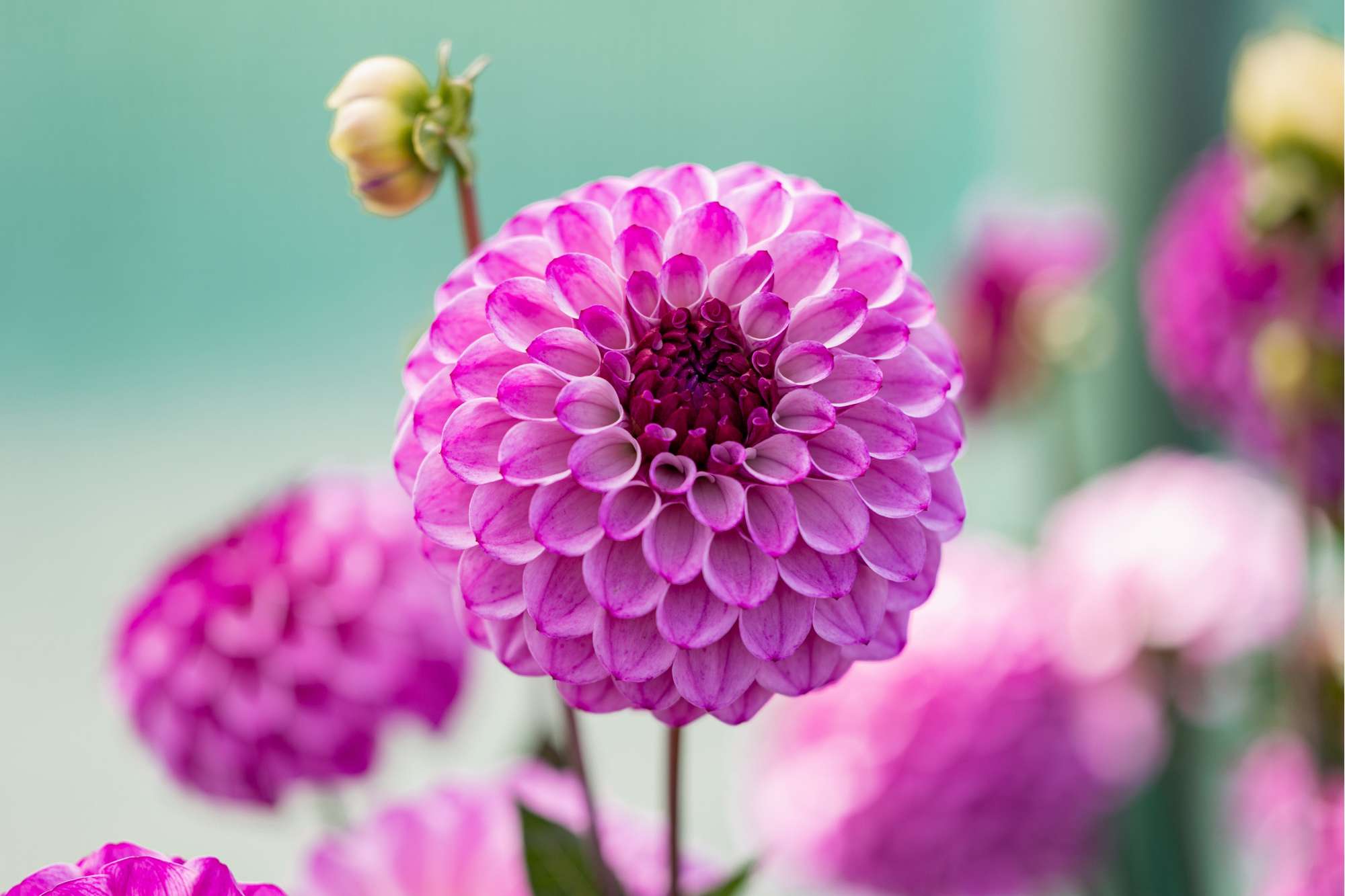 Dahlia 'Columbus'
